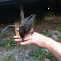 I talk to the birds